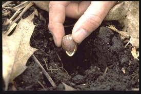 acornplanting