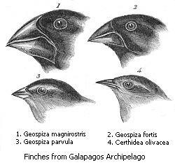 finches